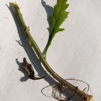 Oxford Ragwort